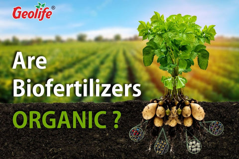 Are Biofertilizers Organic ?
