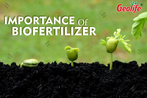 What Is Importance Of Biofertilizer ?