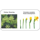 Geolife Florex Flower Booster for Flowering Stage of Crops