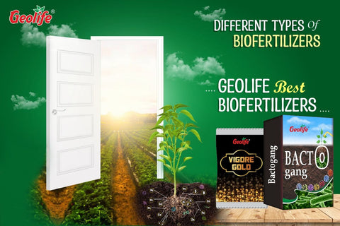 Different Types Of Biofertilizers