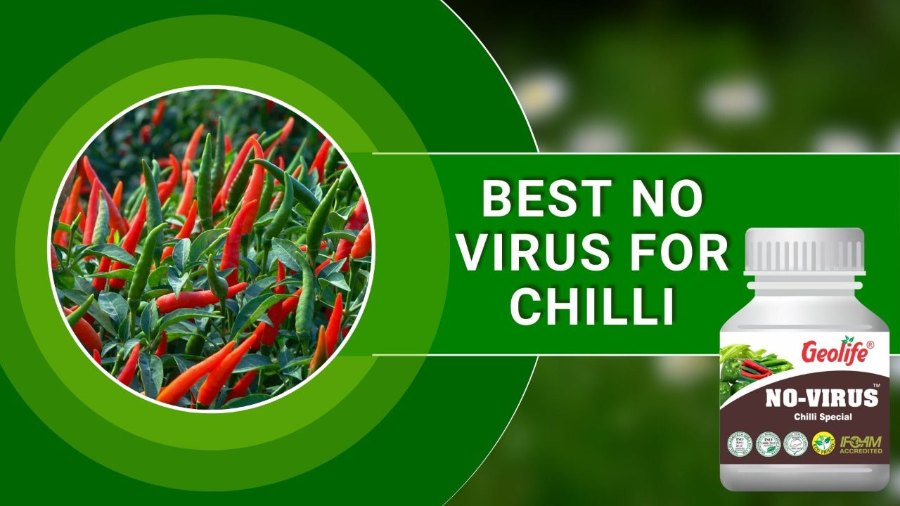 Best No Virus For Chilli