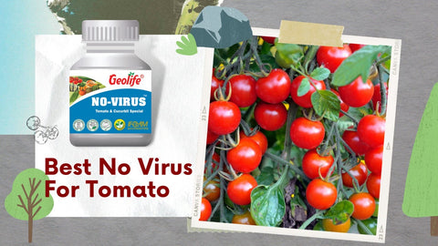 Best No Virus For Tomato