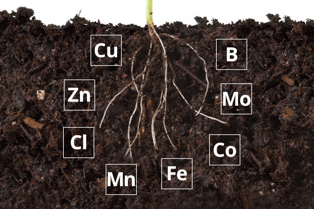 How Do You Increase Micronutrient In Soil?