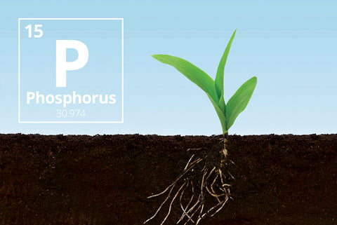 Is Phosphorus A Micronutrient?