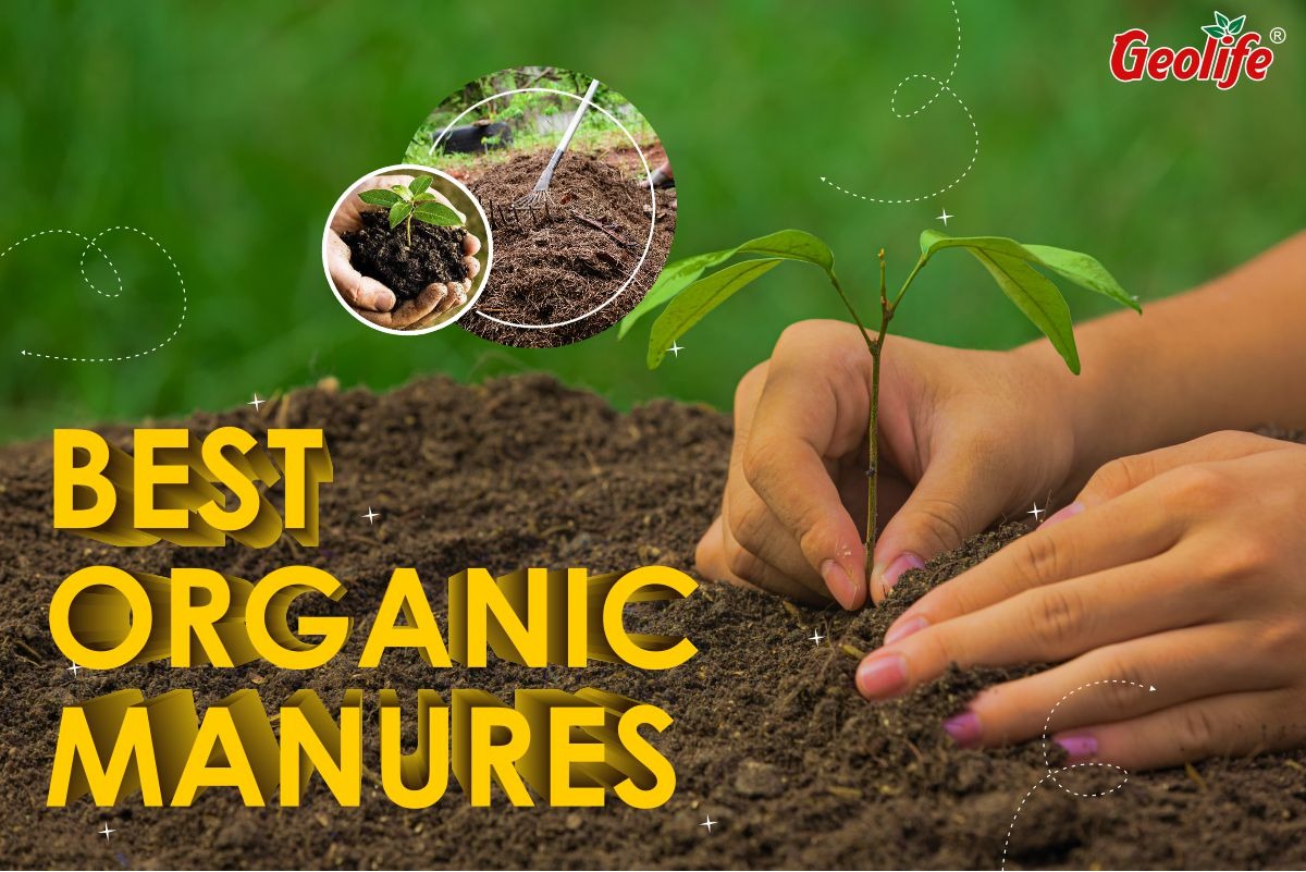 Best Organic Manures
