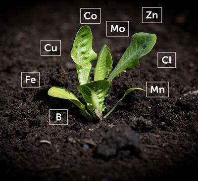 How Do Plants Get Micronutrients?
