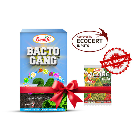 Bactogang-24-500GM