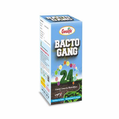 Bactogang-24-500GM