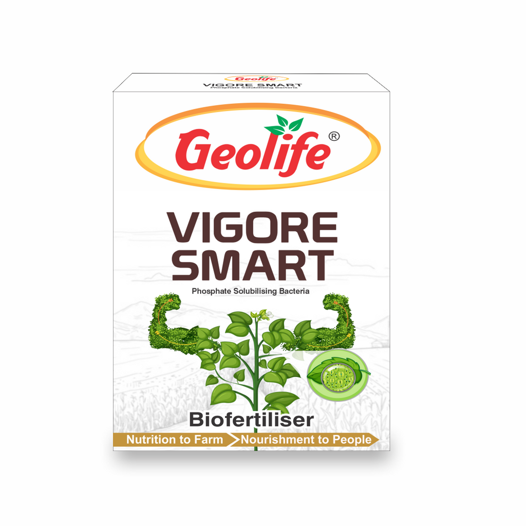 Geolife Vigore Smart Phosphate Solubilising Bacteria (PSB) Biofertiliser | Endophyte-Based Biofertilizer | Enhances Phosphorus Availability, Root Growth & Plant Vigor | 100GM
